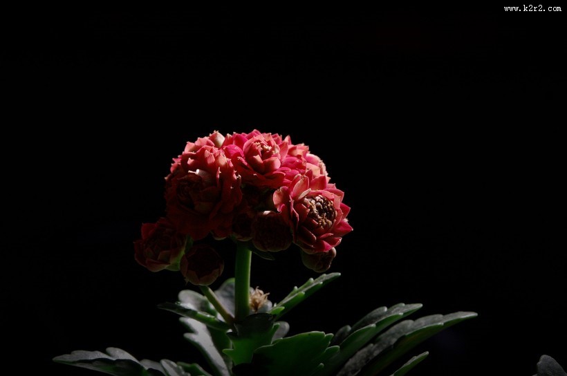 逆光下黑色背景长寿花图片