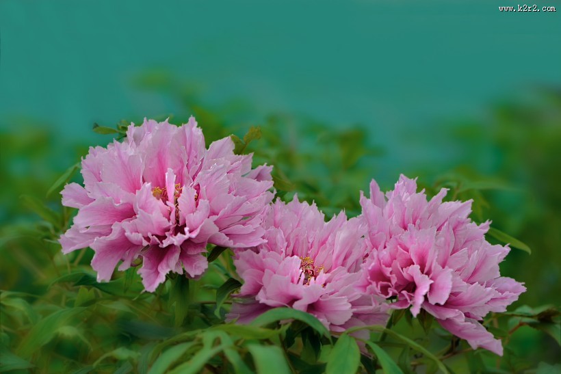 牡丹花图片大全