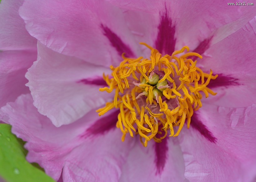 牡丹花图片大全