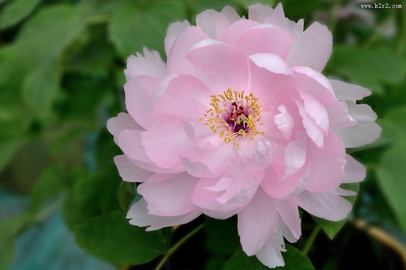 牡丹花图片大全