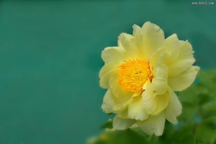 牡丹花图片大全