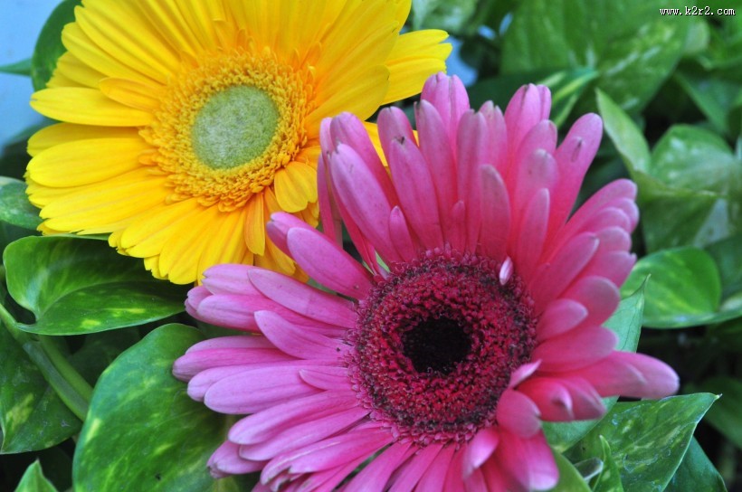 非洲菊图片大全