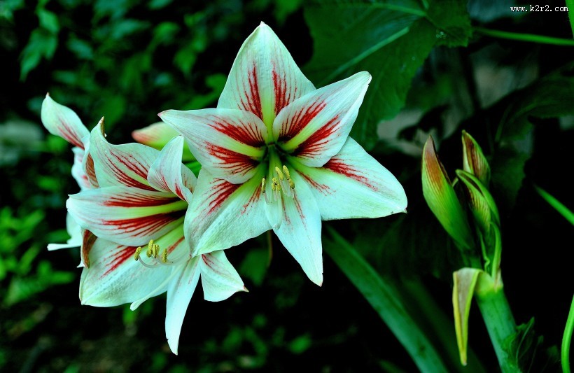 朱顶红图片大全