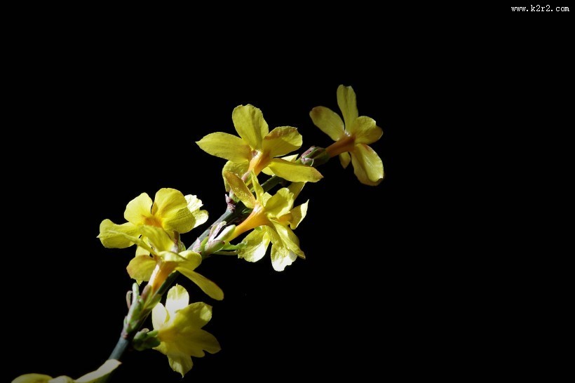 黄色迎春花图片