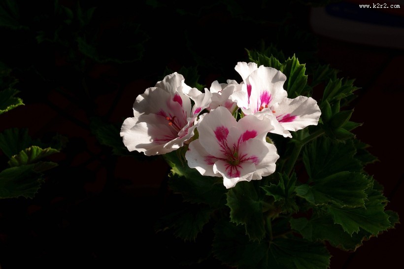 天竺葵图片大全