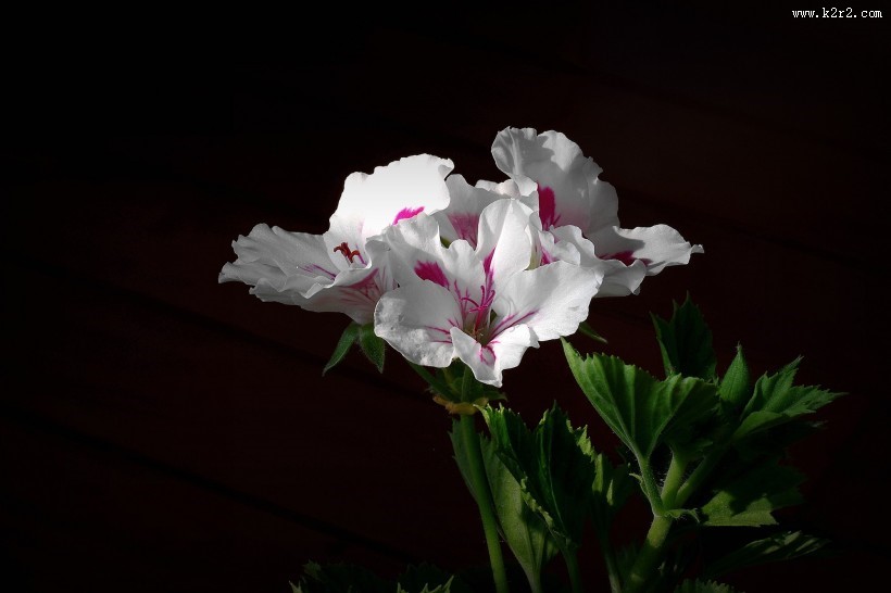 天竺葵图片大全