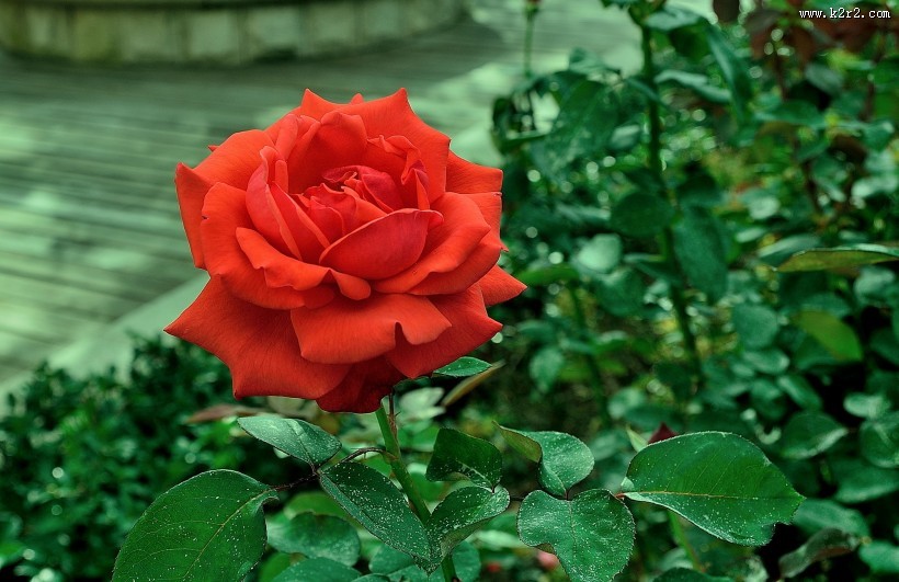 月季花图片大全