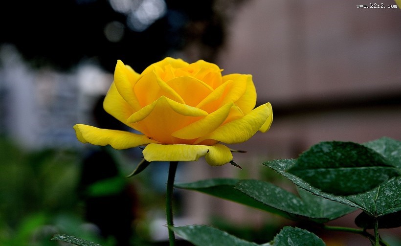 月季花图片大全