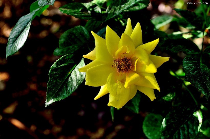 月季花图片大全