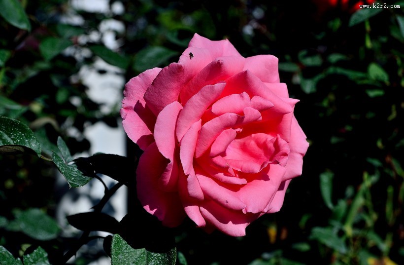 月季花图片大全