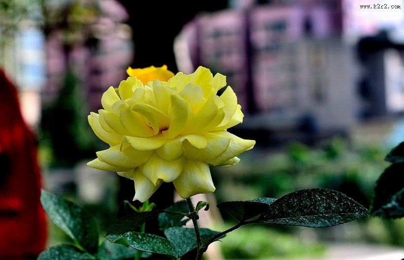 月季花图片大全