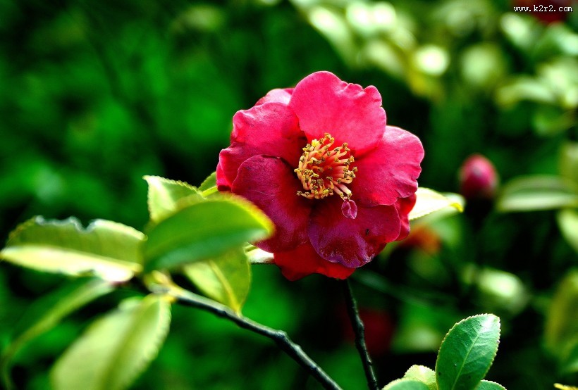 山茶花图片大全