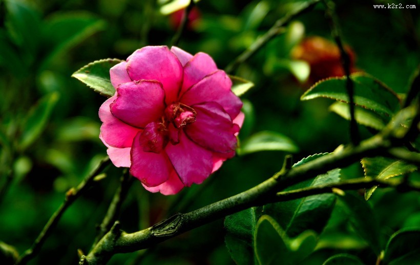 山茶花图片大全