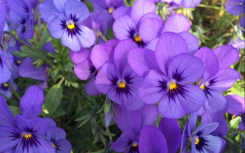 紫色三色堇图片大全