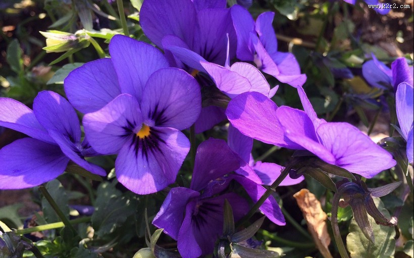 紫色三色堇图片大全