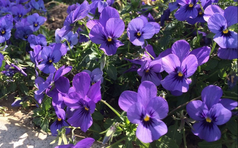 紫色三色堇图片大全