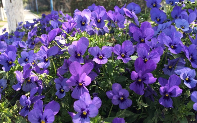 紫色三色堇图片大全