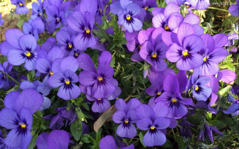 紫色三色堇图片大全