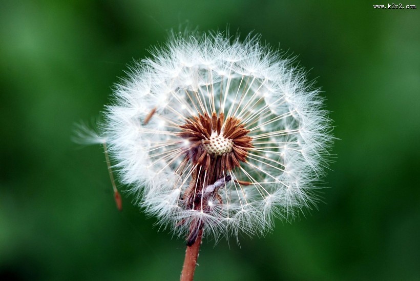 蒲公英图片大全
