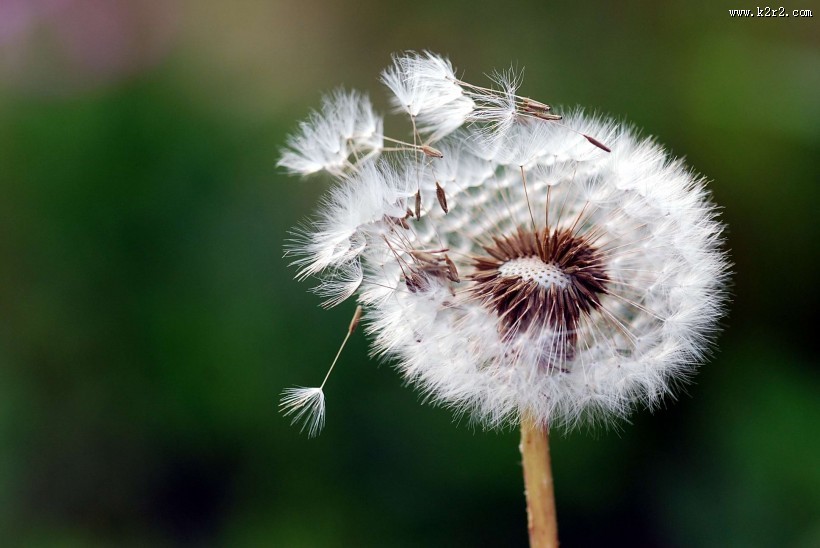 蒲公英图片大全
