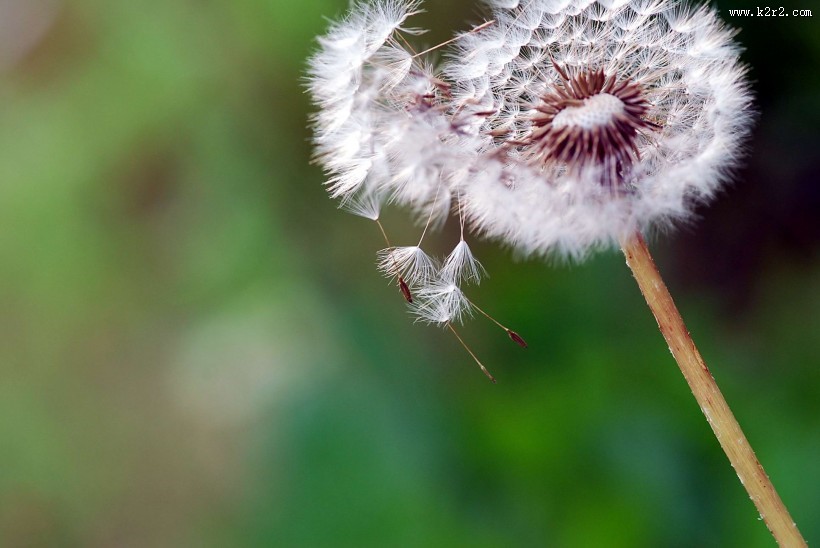蒲公英图片大全