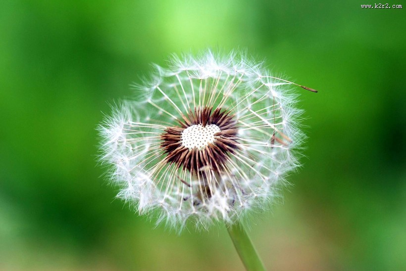 蒲公英图片大全