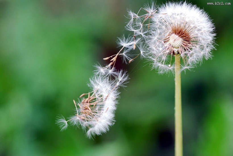 蒲公英图片大全