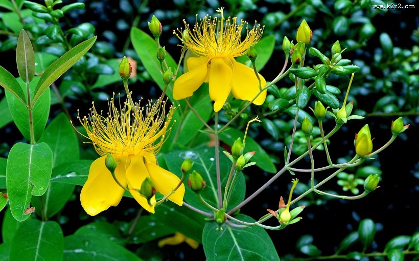 金丝桃图片大全