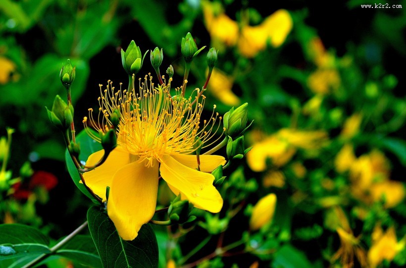 金丝桃图片大全