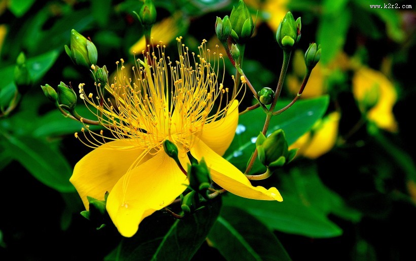 金丝桃图片大全