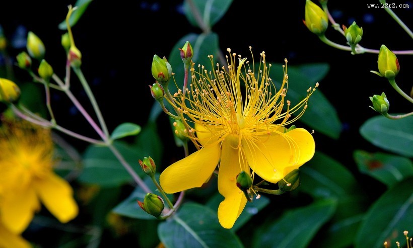 金丝桃图片大全