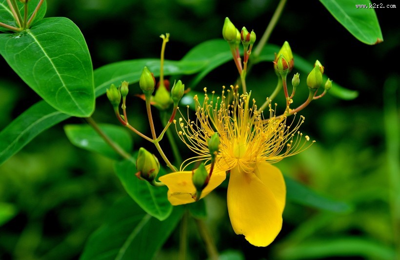 金丝桃图片大全