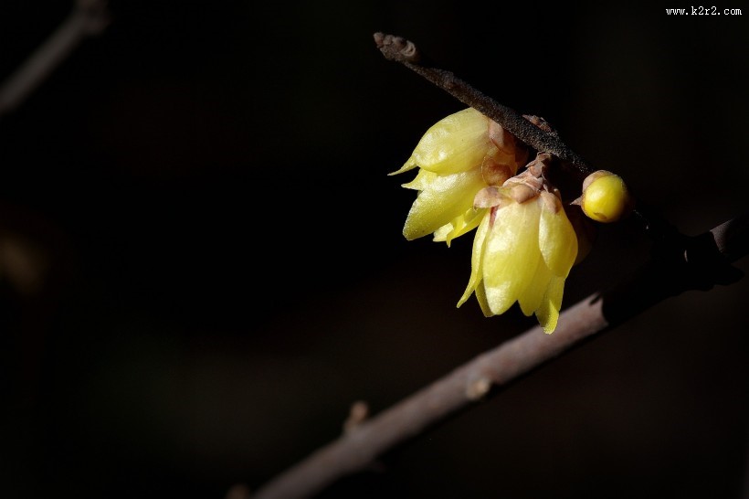 黄色的腊梅花图片