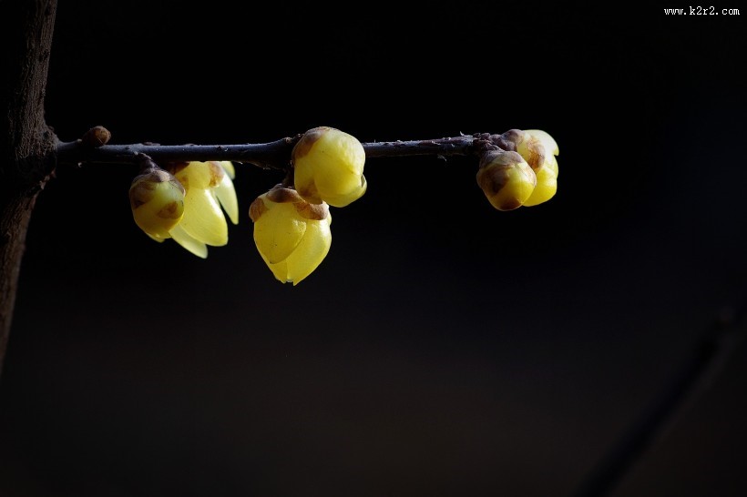 黄色的腊梅花图片