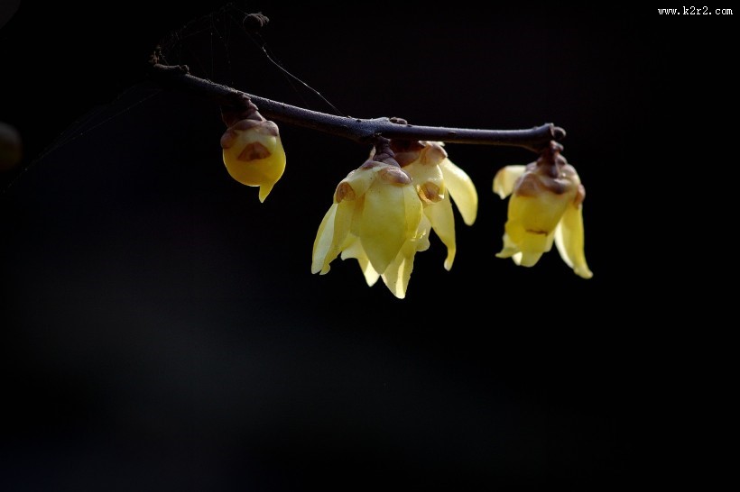 黄色的腊梅花图片