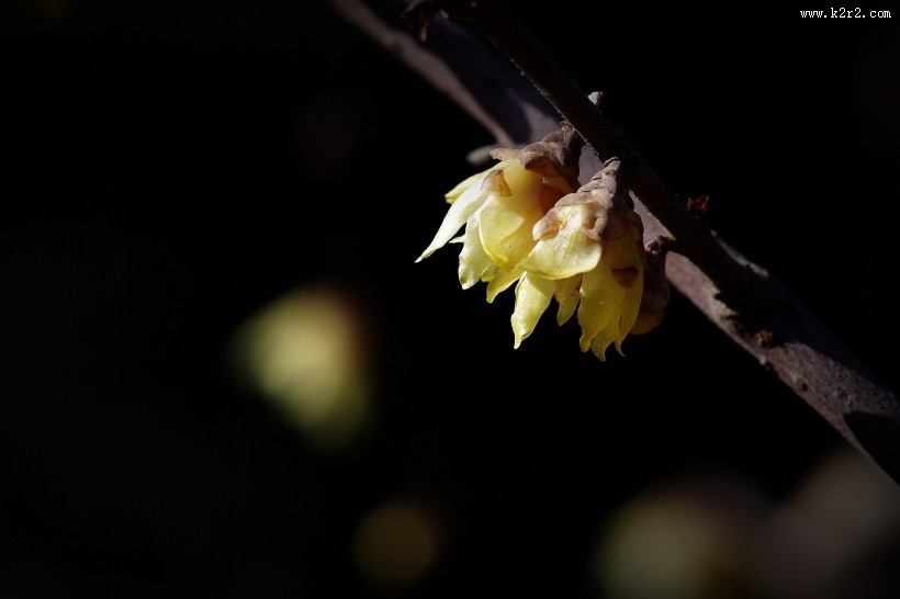 黄色的腊梅花图片