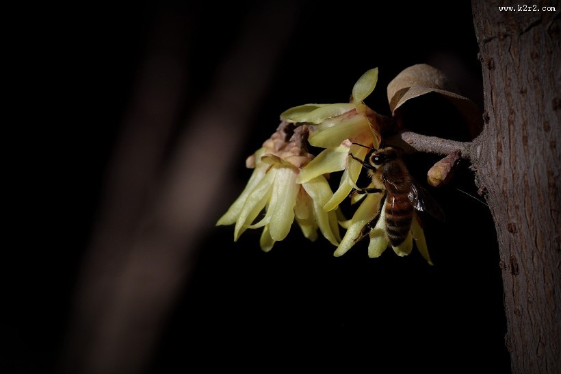 黄色的腊梅花图片