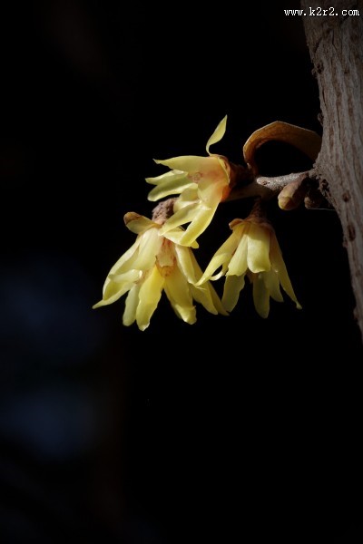 黄色的腊梅花图片