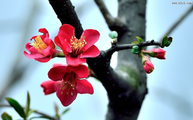 海棠花图片