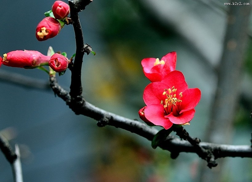 海棠花图片