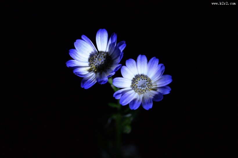 蓝色瓜叶菊图片大全