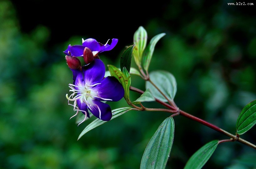 巴西野牡丹图片