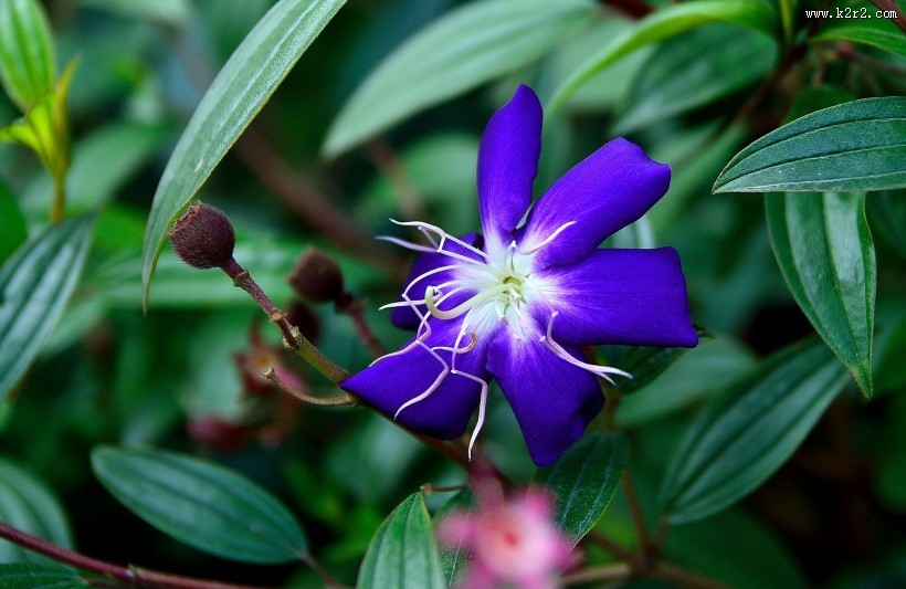 巴西野牡丹图片