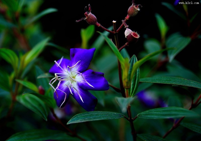 巴西野牡丹图片