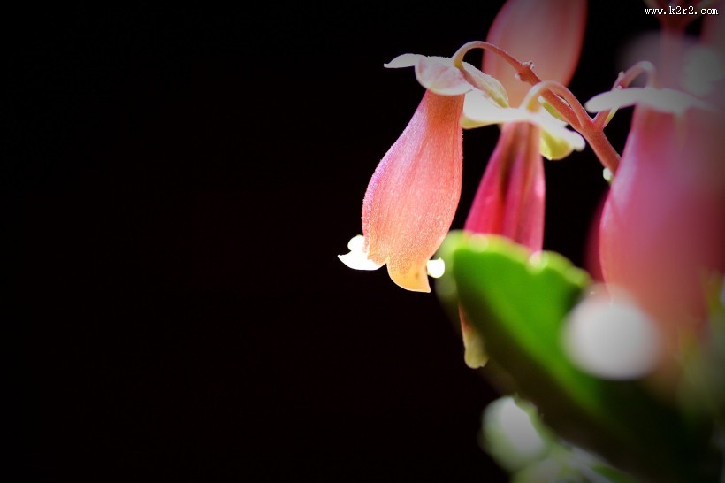 宫灯长寿花图片