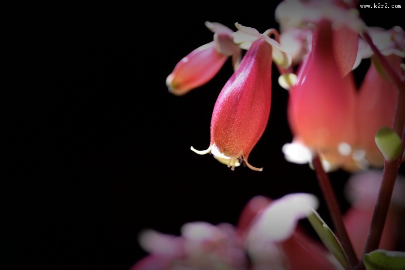 宫灯长寿花图片
