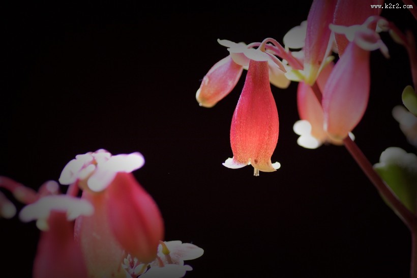 宫灯长寿花图片
