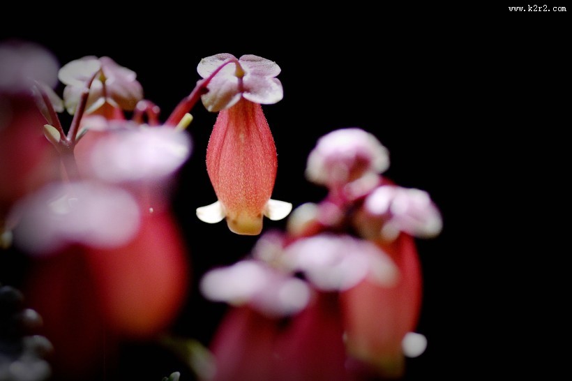宫灯长寿花图片