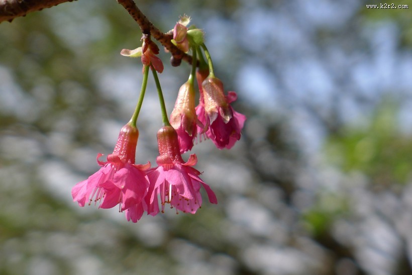 粉色樱花图片大全