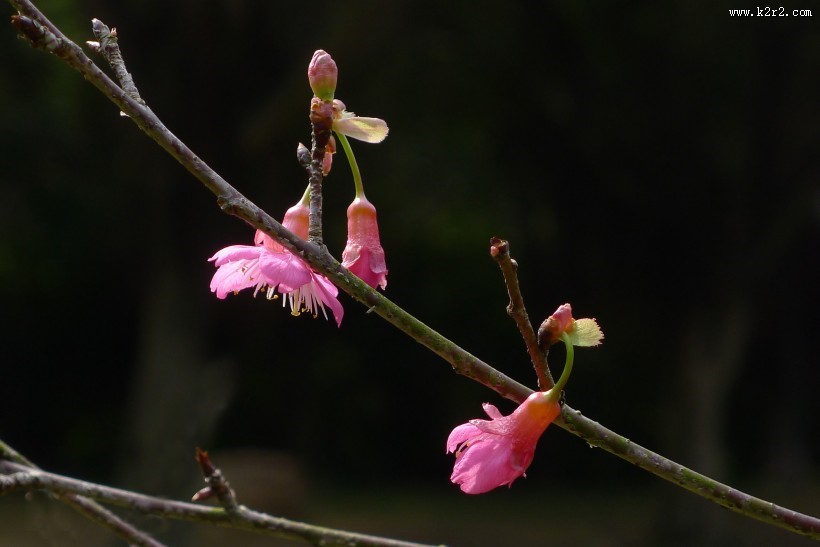 粉色樱花图片大全